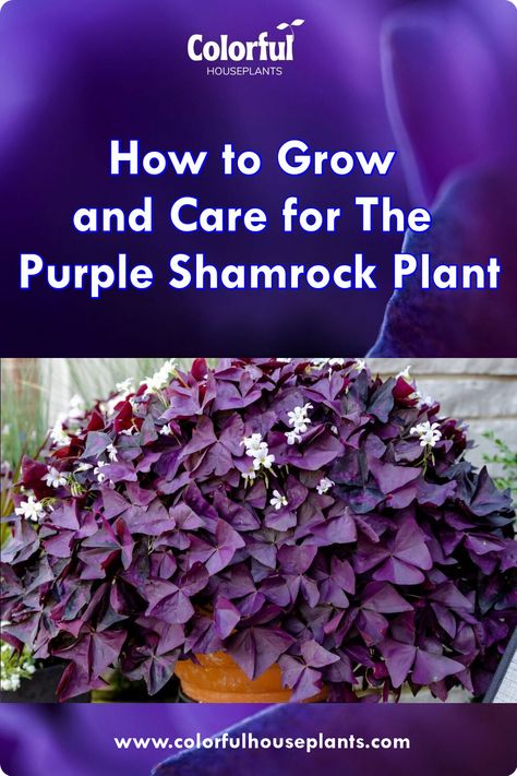 How to grow and Care for Purple Shamrock Shamrock Plant Care, False Shamrock Plant, Purple Shamrock Plant Care, Oxalis Plant, Purple Clover Plant, Purple Oxalis Plant, Purple Shamrock Plant, Purple Leaved Plants, Purple And Green Leaf House Plant