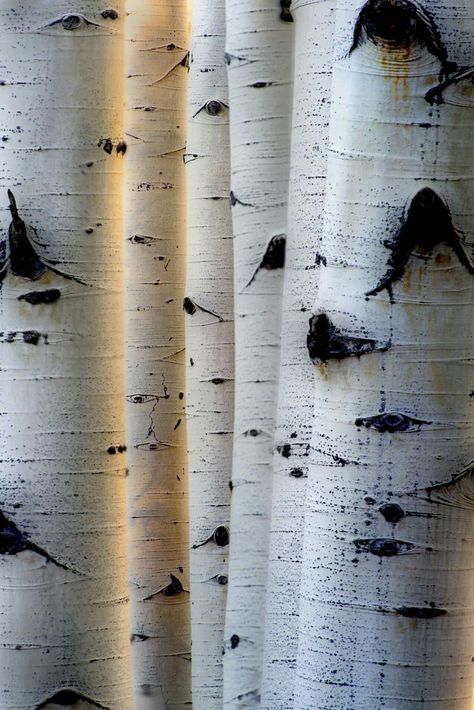 "Styx" Morning light reflects onto an Aspen grove in Colorado. Aspen Trees Aesthetic, Birch Tree Eyes, Birch Tree Forest, Trembling Aspen Trees, Aspen Art, Aspen Wood, Birch Tree Painting, Single Tree, Snowy Birch Forest