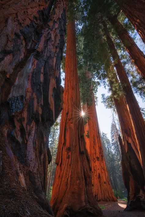 Sequoia National Park Photography, Sequoia Tree, National Parks Photography, Sequoia National Park, Forest Photography, Tree Drawing, Tree Forest, Photography Workshops, Phone Backgrounds