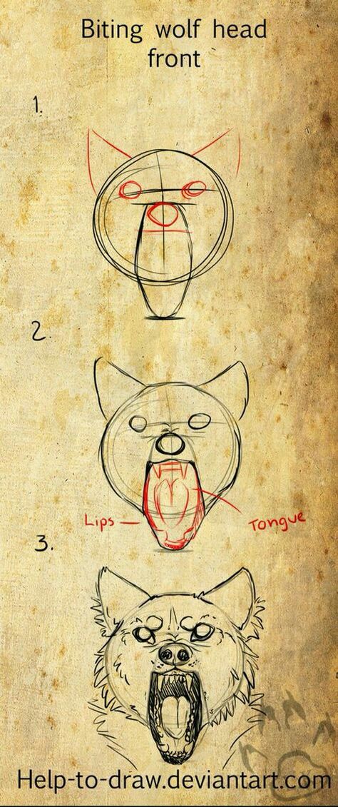 Wolf Sketch Reference, Coyote Drawing Sketch, Front Facing Wolf Drawing, How To Draw Wolfs, Wolf Front View Reference, Wolf Drawing Front View, Front Facing Wolf, How To Draw Wolves, Wolf Head Sketch