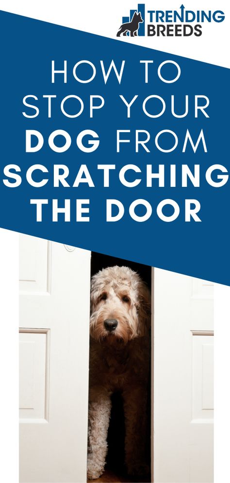 Dog Scratching Door, Fromt Doors, Door Protector From Dog, Door Protection, Door Protector, Diy Sprays, Dog Care Tips, Up House, Dog Door