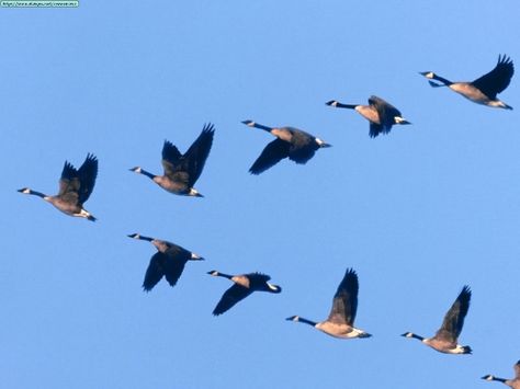 Each year geese are one of the many birds that migrate south in V-shaped flocks.  These flocks imply physical but also imagined boundaries in the sky that create a V-shape space.