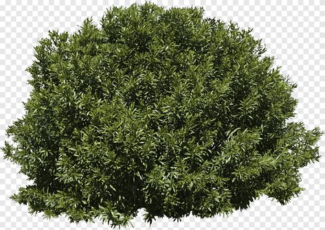 Grass Texture Seamless, Grass Photoshop, Tree Psd, Grass Clipart, Shrubs For Landscaping, Grass Drawing, Grass Texture, Green Grass Background, Tree Collage