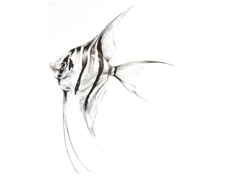 Angel fish drawing Angel Fish Drawing, Angelfish Tattoo, Fish Pencil Drawing, Beta Fish Drawing, Fish Sketch, Octopus Drawing, Koi Fish Drawing, Fish Drawing, Graphite Art