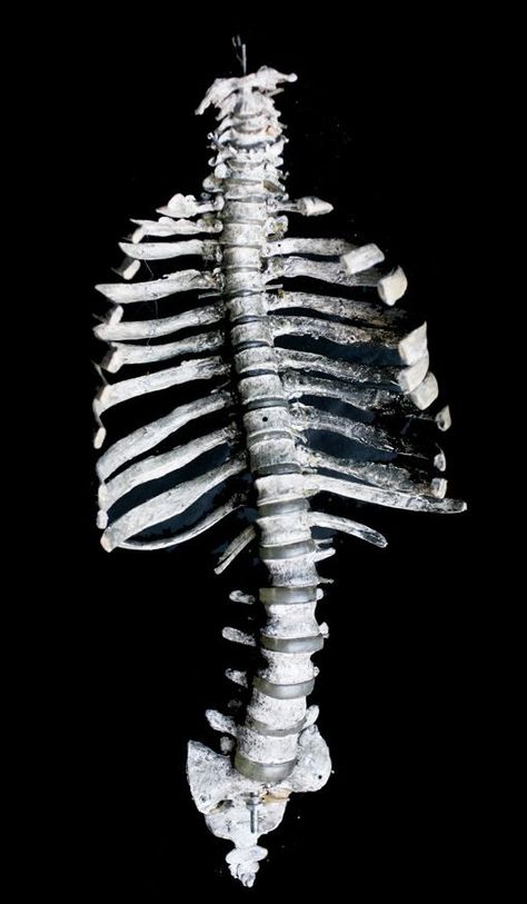 Human Ribs, Human Rib Cage, Skull Reference, Animal Bones, Human Anatomy, Skull And Bones, Rib Cage, Black Aesthetic, Graphic Poster