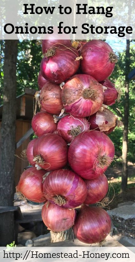 Garden Onions Storage, How To Dry Onions From The Garden, Hanging Onions In Kitchen, Hanging Onions To Dry, Drying Onions From Garden, How To Hang Onions For Storage, How To Dry Onions, How To Dry Onions For Storage, How To Braid Onions For Storage