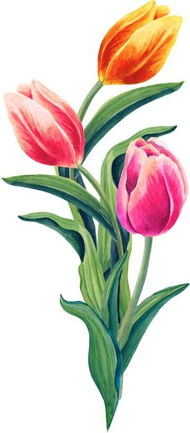 Ramo de tulipanes ilustración floral acu... | Premium Photo #Freepik #photo #jardin-flores #ramo-flores #tulipan #floral-acuarela Dupatta Painting, Premium Photo, Tulips, Jade, Drawings, Flowers, Art