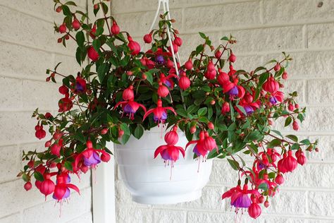 Fuchsia Plant, Fuchsia Flowers, Hanging Flower Baskets, Hanging Plants Indoor, Plants For Hanging Baskets, Hydrangea Macrophylla, Perfect Plants, Container Flowers, Hanging Pots