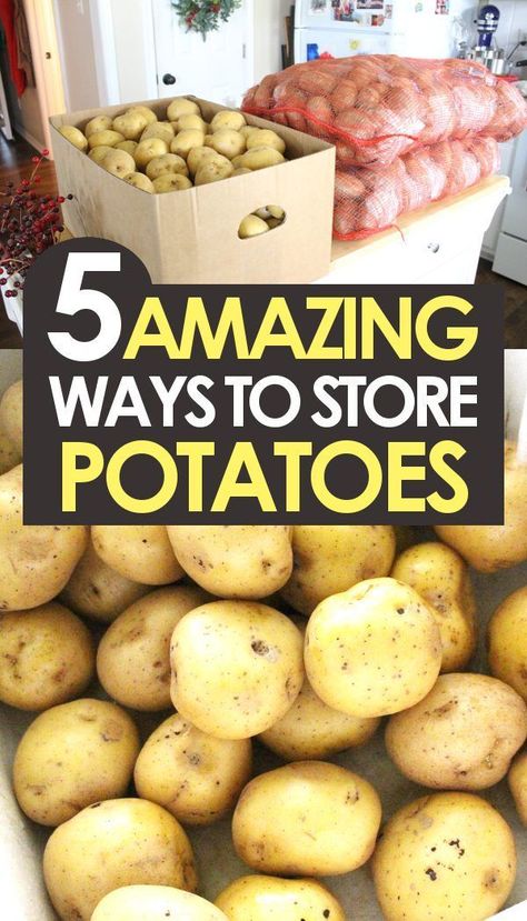 How to store potatoes long term, 5 different ways! Recipes for each method for storing potatoes at home! #Recipes #Homesteading #FoodPreservation Garden Potatoes, Storing Potatoes, Canning Potatoes, Preserving Vegetables, Potato Storage, Canned Potatoes, Storing Vegetables, How To Store Potatoes, Homemade French Fries