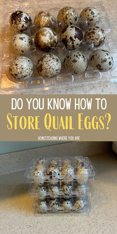 You started raising quail in your backyard, and now you have a surplus of quail eggs. Do you know how to store quail eggs properly? Do you know how long quail eggs last? Quail Nesting Boxes, Quail Hutch Diy, Quail Pen Ideas, Natural Quail Habitat, Quail Egg Crafts, Quail Eggs Benefits, Quail Coop Ideas Diy, How To Raise Quail, How To Cook Quail Eggs