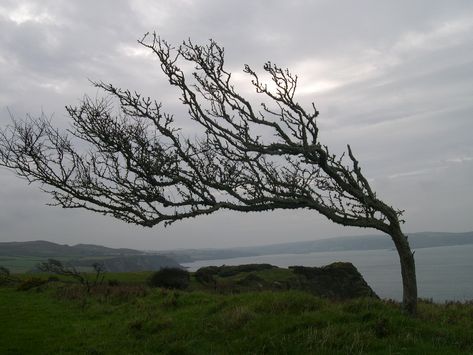 Windblown Hawthorn trees | Tegfan, Dinas Cross Moody Trees, Trees In The Wind, Pembrokeshire Coast Path, Hawthorn Tree, Pembrokeshire Coast, Magical Tree, High Ground, Landscape Quilts, Forest Floor