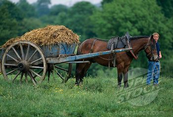 Horse Drawn Cart, Farm Childhood, Horse Pulling Cart, Christmas Carriage, Farm Cart, Horse And Wagon, Medieval Horse, Horse Wagon, Horse Cart