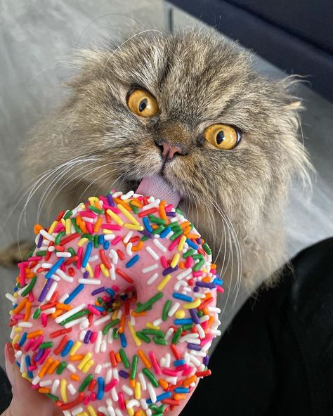 Rukas - I'm a cat on Instagram: “Who else needs to lick a donut to get through the week? #catsofinstagram #ttt #tacotuesday #tomgueouttuesday #tot #meow #love #weeklyfluff…” Kitty Treats, Street Pictures, Instagram Pose, Cat Treats, Picture Captions, Cats Dogs, Poses For Pictures, Funny Cat, Instagram Captions