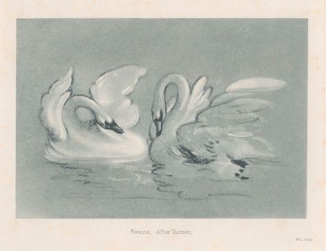 Download free image of Swans about public domain swan, vintage drawing, animals, vintage swan, and william turner 9201126 Swan Drawing, Swan Art, Vintage Swan, Swans Art, Swan Print, Vintage Drawing, Vintage Bird, Vintage Character, British Art