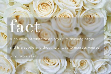 White Roses Meaning, Rose Meanings, Rose Poems, Rose Color Meanings, Lux Gifts, Rose Meaning, Thinking Of You Quotes, Rose Quotes, Flower Words