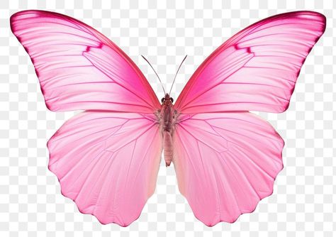 Pink Baterflay, Butterfly Bouquet, Png Butterfly, Butterfly Fairy Wings, Butterfly Animal, Butterfly Purple, Butterfly Png, Kitten Wallpaper, Eagle Wallpaper