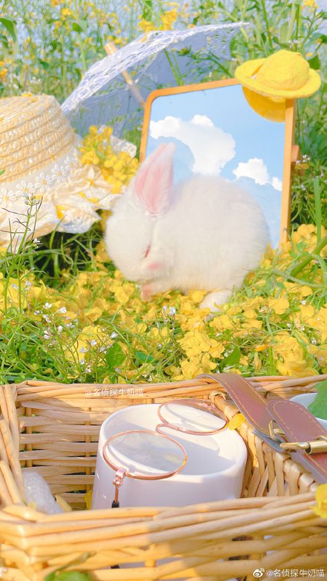 Yellow Aesthetic Pastel, Cute Bunny Pictures, 강아지 그림, Bunny Pictures, Cute Pastel Wallpaper, Yellow Wallpaper, Yellow Aesthetic, Aesthetic Pastel Wallpaper, Cute Animal Photos