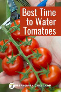 Tomatoes Plants Problems, Watering Tomatoes, Raised Garden Beds Diy Vegetables, Tips For Growing Tomatoes, Growing Vegetables In Pots, Growing Tomato Plants, Vegetable Garden Tips, Vegetable Garden Planning, Vegetable Garden Diy