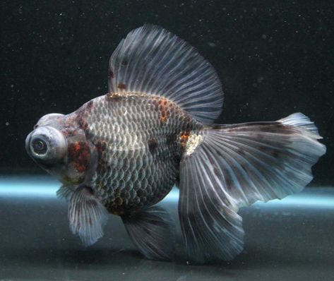 Telescope Goldfish, Comet Goldfish, Fancy Goldfish, Aquatic Life, Beautiful Fish, Sea Animals, Goldfish, Sea Creatures, Koi