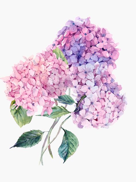 Painted Hydrangea, Hydrangeas Art, Hydrangea Painting, Watercolor Hydrangea, Summer Watercolor, Watercolor Vintage, Hydrangea Not Blooming, Illustration Botanique, Watercolor Flower Art