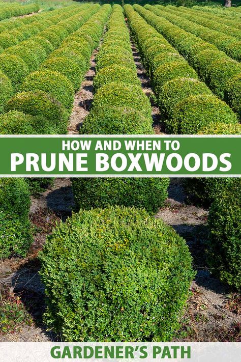 Box Bushes Shrubs, When To Prune Boxwood Shrubs, How To Shape Boxwood Shrubs, Landscaping Boxwoods Front Yard, Azaleas And Boxwood Landscaping, Bush Trimming Shape, Trim Boxwood Shrubs, When To Trim Boxwoods Shrubs, Landscaping With Boxwoods Front Yards