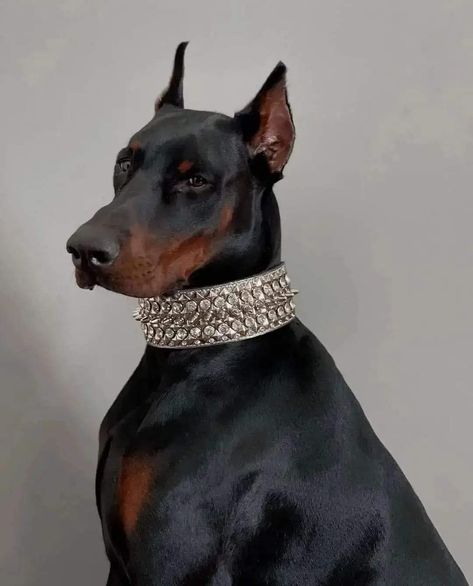 Doberman Collar, Doberman Dog, Doberman Pinscher, Black Mamba, Doberman, Rottweiler, Cute Dogs, Animal Lover, Pet