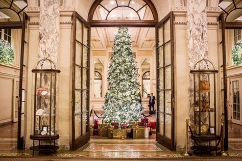 The Plaza Hotel Palm Court NYC The Plaza Hotel Nyc, New York Noel, Luxe Christmas, Christmas Widgets, New York City Christmas, Amazing Christmas Trees, Nyc Holidays, Palm Court, News Letter