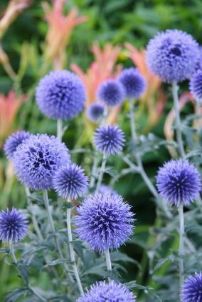 Blue Thistle Flower Arrangements, Blue Thistle Arrangement, Thistle Blue, Blue Globe Thistle, Thistle Photography, Globe Thistle, Cut Garden, Blue Thistle, Hydrangea Care