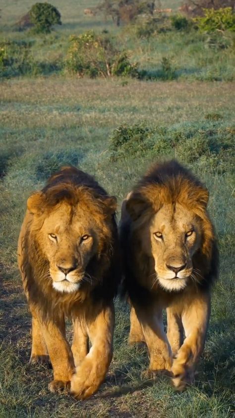 lionsightings on Instagram: Great recent footage of the two FigTree boys; Osupaat & Nyekundo “ sons of Kaka & Maridadi “ . A Fierce, successful and dominant males of… Lion Asthetic Picture, Paint 2024, Extended Clip, 2 Lions, African Wildlife Photography, Motorcycle Art Painting, Two Animals, Asiatic Lion, Two Lions