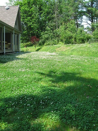 Clover lawns... beautiful and dog urine resistant! Non Grass Lawn, Grass Seed Mat, Clover Lawn, Modern Eco Friendly Home, Grass Alternative, Dog Urine, Lawn Alternatives, Grass Seed, Green Lawn