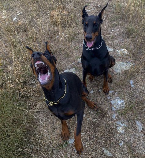 Dobber Man, Doberman Pinscher Dog, Scary Dogs, Doberman Puppy, Doberman Dogs, Man And Dog, Doberman Pinscher, Doberman, Mans Best Friend