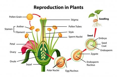 Asexual Reproduction In Plants, Reproduction In Plants, Fertilization Process, Science Diagrams, Biology Plants, Science Notes, Biology Notes, Parts Of A Flower, Plant Science