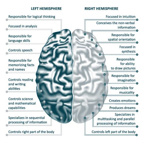 There are two hemispheres of the brain: right and left. Each side is responsible for controlling the opposite side of the body (i.e. right brain controls left side of the body and vice versa). Each hemisphere naturally inhibits the opposite side so that the body doesn’t perform mirror movements—both sides making the same movement at the same time. Right Hemisphere Brain, Left Side Of The Brain, Left And Right Side Of Brain, Left And Right Hemisphere Of Brain, Anatomy Of The Brain, Left Right Brain, Brain Hemispheres, Right Side Of The Brain, Left Brain Right Brain