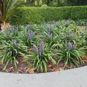 Blue Liriope, Liriope Muscari Big Blue, Evergreen Ground Cover Plants, Lily Turf, Liriope Muscari, Evergreen Groundcover, Edging Plants, Backyard Pool Landscaping, Ground Cover Plants