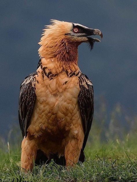 Bearded Vulture, Prey Animals, Tattoo Nature, Animals Tattoo, Wallpaper Aesthetics, Bird Of Prey, Pretty Animals, Nature Birds, Animal Sketches