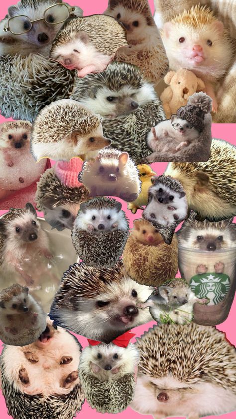 Hedgehog background Hedgehog Background, Hedgehogs