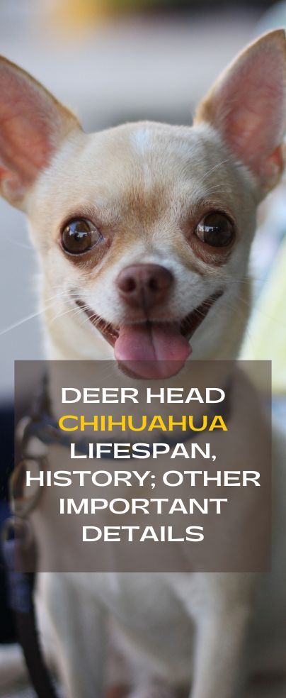 Chihuahua Puppy Training, Deer Chihuahua, Deer Head Chihuahua, Chihuahua Drawing, Chihuahua Facts, Chihuahua Training, Chihuahua Terrier Mix, Chihuahua Owner, Chihuahua Terrier