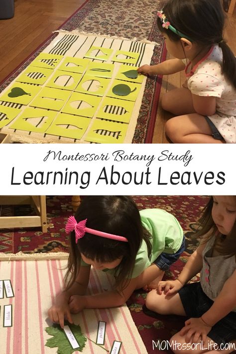 Montessori Botany Study: Learning About Leaves – MOMtessori Life Ish Activities, Parts Of A Leaf, Botany Study, Montessori Botany, Learning About Plants, What Is Montessori, Montessori Kindergarten, Montessori Science, Homeschool Lessons