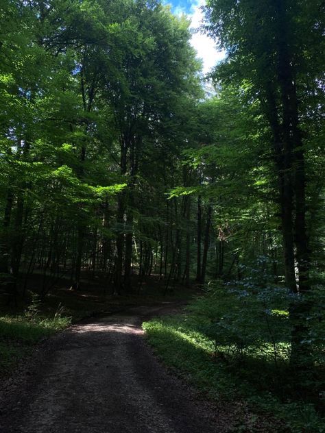 Germany Forest, German Forest, Tik Tok, Country Roads, Walking, Germany, Forest, Road, Collage