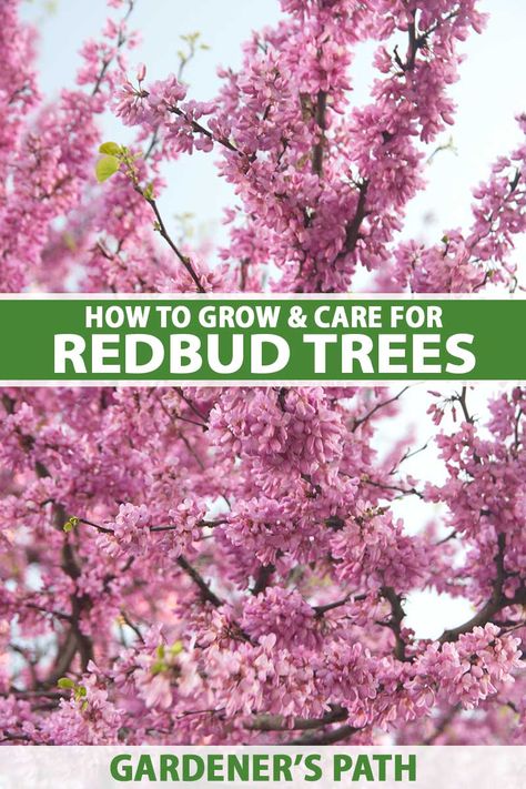 Spring is such a colorful time of year, and one of the most vibrant contributors is the glorious redbud tree. These can put on a big, bright, flowery show with little effort on your part. Learn more about growing these sturdy, beautiful harbingers of spring now on Gardener's Path. #redbudtree #gardening #gardenerspath Redbud Tree Landscaping, Rising Sun Redbud Tree, Flame Thrower Redbud Tree, Ruby Falls Redbud Tree, Eastern Redbud Tree Front Yards, Rising Sun Eastern Redbud Tree, Avondale Redbud Tree, Eastern Redbud Tree, Eastern Redbud