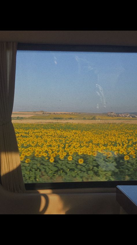 Aesthetic Field Pictures, Aesthetic Sunflower Pictures, Window View Nature, Random Pictures Aesthetic, Sunflower Field Aesthetic, Yellow Flower Aesthetic, Sunflowers Aesthetic, Aesthetic Field, Aesthetic Horizontal