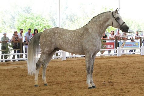 Kathiyawadi Horse, Spanish Horse, Marwari Horses, Gorgeous Horses, Pony Breeds, Arabian Stallions, Horse Colors, Horse Dressage, Andalusian Horse