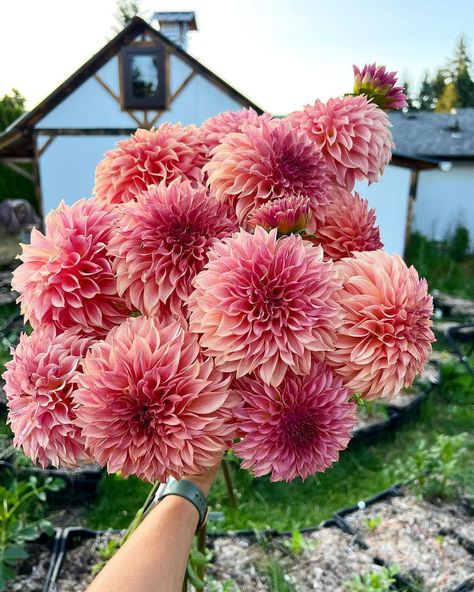 Mark your calendars! I did a poll yesterday and a bunch of you wanted an auction opportunity for KA’s Coral Sea and KA’s Apricot Jam so… | Instagram Dahlias Bouquet, Flowers Farm, Dahlia Bouquet, Growing Dahlias, Coral Sea, Flower Subscription, Summer Porch, Farm Garden, Flower Farmer