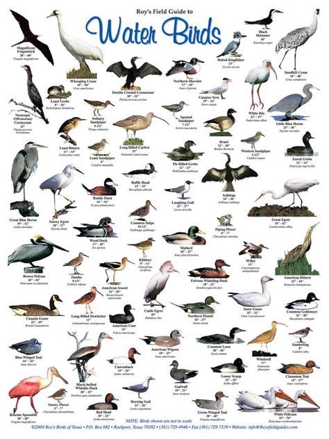 Roy's Salwater Fish and Water Birds Posters Jagdamba Devi, Backyard Birds Watching, Animals Name In English, Fish Poster, Bird Identification, Waterfowl Hunting, Water Birds, Bird Poster, Kinds Of Birds