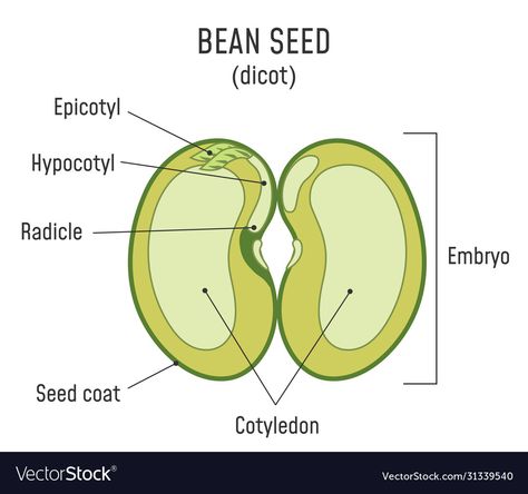 Seed Diagram, Seed Structure, Math Multiplication Worksheets, Lima Bean, Broad Bean, Halloween Math, Bean Seeds, Diagram Design, Scientific Method