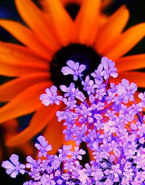 . Lavender And Orange Aesthetic, Orange And Purple Aesthetic, Purple Orange Aesthetic, Purple And Orange Aesthetic, Lavender And Orange, Painting Orange, Violet Aesthetic, Orange Painting, Color Pallete