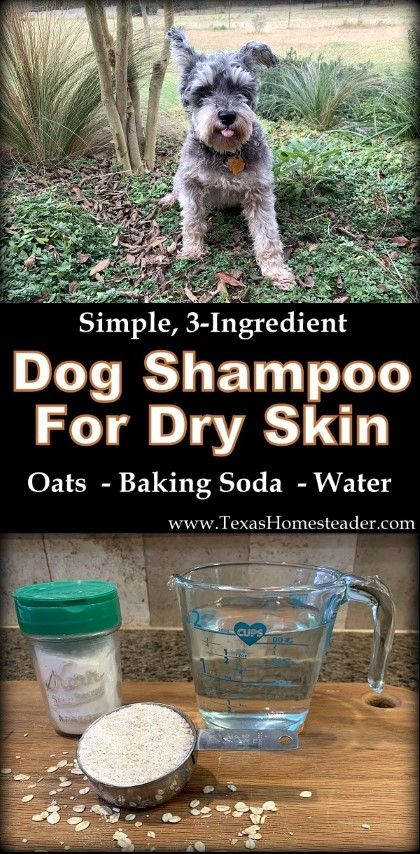 Homemade dog shampoo recipes. One uses oatmeal and baking soda to protect dry skin. Another dog shampoo recipe uses baby shampoo & vinegar #TexasHomesteader Diy Oatmeal Shampoo For Dogs, Oat Bath For Dogs, Diy Dog Shampoo For Itchy Skin Homemade, Diy Dog Shampoo For Itchy Skin, Oatmeal Bath For Dogs, Dog Shampoo For Itchy Skin, Homestead Hacks, Dog Dandruff, Dog Shampoo Recipe