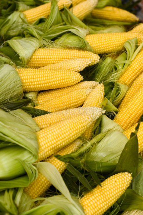 Jagung Aesthetic, Corn Images, Corn Aesthetic, Corn Stock, Corn Farm, Corn Maize, Vegetables Photography, Corn Plant, Sushi Plate