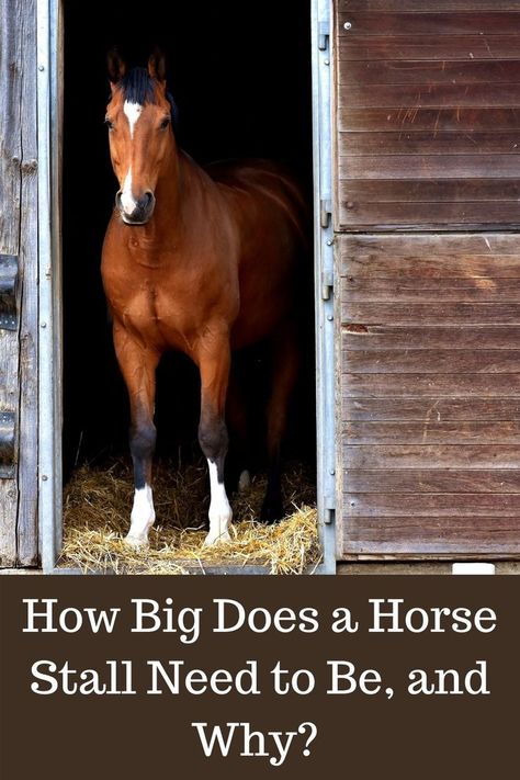 Horse Stall Floor, Small Horse Barn Plans, Pasture Shelter, Horse Stables Design, Small Horse Barn, Small Horse Barns, Homesteading Animals, Horse Farm Ideas, Different Horse Breeds