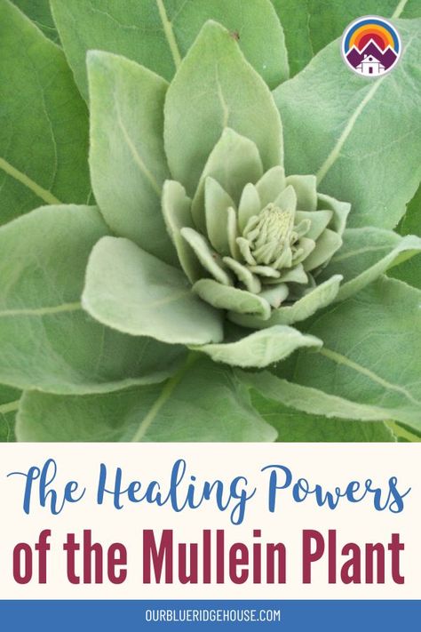 Mullein is a versatile herb that has been used for centuries in traditional medicine. The most common uses for mullein tincture include... Mullein Uses, Mullein Tincture, Mullein Plant, Mullein Tea, Ear Drops, Fine Mesh Strainer, Succulent Gardening, Traditional Medicine, Natural Health Remedies